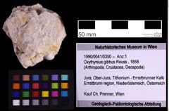 Foto (Objekt + Etiketten) von Oxythyreus gibbus (Reuss, 1858) (NHMW-GEO-1990-0041-0350)